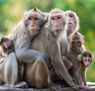 'Monkey Gang' in the Nagpur plight | ‘मंकी गँग’मुळे नागपूरकर दहशतीत