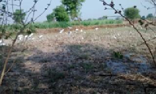 Runs on the farm bunds for birds' water: | पक्ष्यांची पाण्यासाठी शेताच्या बांधावर धाव :