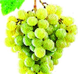 2500 tons of grape exports from Indapur | इंदापूरमधून २५00 टन द्राक्ष निर्यात