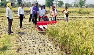 The machine is being cut by the paddy | यंत्राने कापले जात आहे धान