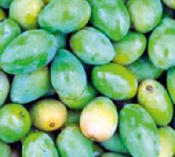 Mango becomes rare due to nutrition; The price rose | नापिकीमुळे गावराणी आंबा झाला दुर्मिळ; भावही वधारले Mango becomes rare due to nutrition; The price rose | नापिकीमुळे गावराणी आंबा झाला दुर्मिळ; भावही वधारले