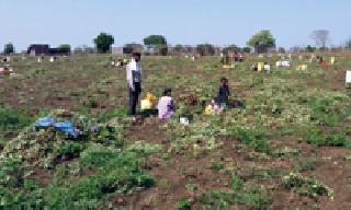 Groundnut harvest speed: | भुईमूग काढणीला वेग : Groundnut harvest speed: | भुईमूग काढणीला वेग :