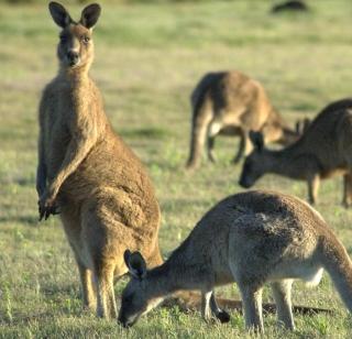 Australia to finish two thousand kangaroo | दोन हजार कांगारूंना आॅस्ट्रेलिया संपवणार