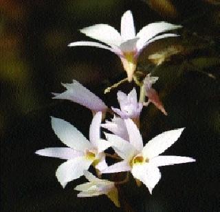 The world's most beautiful flowers in Sahyadri ranges! | जगातील सर्वांत सुंदर फुले उमलतात सह्याद्रीच्या पर्वतरांगामध्ये!