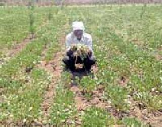 Taluka Agriculture Officer's name booklet lost | तालुका कृषी अधिकाऱ्याच्या नामफलकाला हार Taluka Agriculture Officer's name booklet lost | तालुका कृषी अधिकाऱ्याच्या नामफलकाला हार