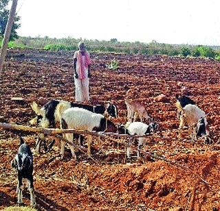 Farmers are worried about caterpillars | चाऱ्याच्या चिंतेत शेतकरी