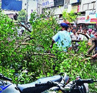 There is no wind in rainy season | वादळी पावसाने पडलेल्या वृक्षांना वाली नाही