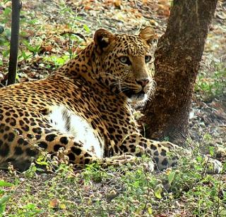 Number of leopards grown in 'Phanasad' sanctuary | ‘फणसाड’ अभयारण्यात वाढली बिबट्यांची संख्या