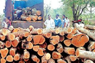 Illegal trafficking from the Sanctuary area | अभयारण्य परिसरातून सागवनांची अवैध तस्करी Illegal trafficking from the Sanctuary area | अभयारण्य परिसरातून सागवनांची अवैध तस्करी