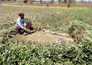 Groundnut Harvesting: | भुईमूग काढणी :