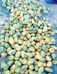 292 kg COBED mangoes destroyed | २९८ किलो कॉबाईडयुक्त आंबे नष्ट 292 kg COBED mangoes destroyed | २९८ किलो कॉबाईडयुक्त आंबे नष्ट