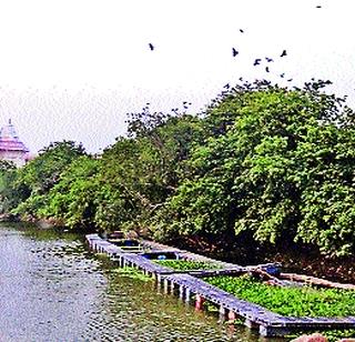 Bird shelter hazard | पक्ष्यांचे निवारे धोक्यात