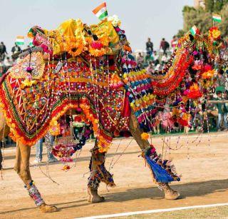 Oh dear! Imperial wedding ceremony in Madhya Pradesh | अरे बापरे ! मध्यप्रदेशात उंटांचा शाही विवाह सोहळा