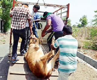 Hedos of violent cows | अकोलीत हिंसक गाईचा हैदोस Hedos of violent cows | अकोलीत हिंसक गाईचा हैदोस