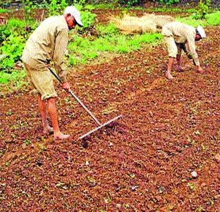 Take care when purchasing paddy seeds | भात बियाणे खरेदी करताना घ्या काळजी