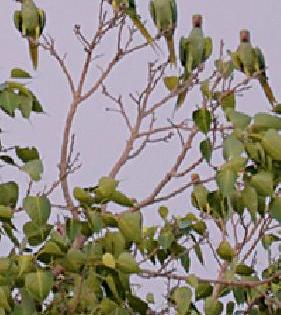 Popeye School on Rajapeth Police Station Trees | राजापेठ पोलीस ठाण्यातील वृक्षांवर पोपटांची शाळा Popeye School on Rajapeth Police Station Trees | राजापेठ पोलीस ठाण्यातील वृक्षांवर पोपटांची शाळा