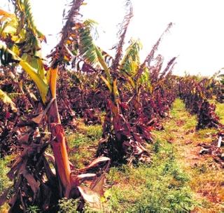 Banyan garden grew due to temperature rise! | तापमानात वाढ झाल्याने केळीची बाग सुकली!