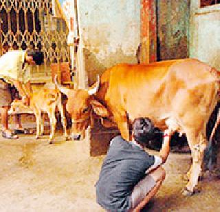 Six crores expenditure on livestock schemes | पशुधन योजनांवर सहा कोटींचा खर्च