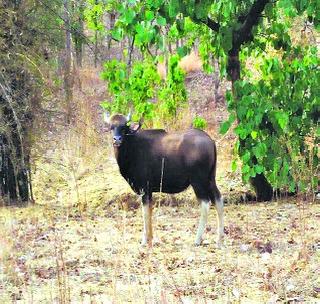 Found in the Melghat Tiger Reserve 2, 9 23 Wild Animals | मेळघाट व्याघ्र प्रकल्पात आढळले २,९२३ वन्य प्राणी