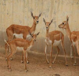 In the Mayureshwar sanctuary the number of chinkara deer is increased | मयूरेश्वर अभयारण्यात चिंकारा हरणांची संख्या वाढली