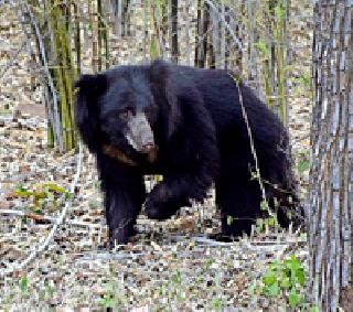 The look of the bear ... | अस्वलाचे दर्शन...