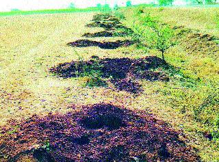 Expected to achieve 23 lakh trees in the district | जिल्ह्यात २३ लाख वृक्षलागवडीचे उद्दिष्टपूर्व