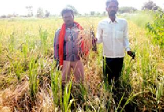 Summer crops due to lack of water | पाण्याअभावी करपली उन्हाळी पिके