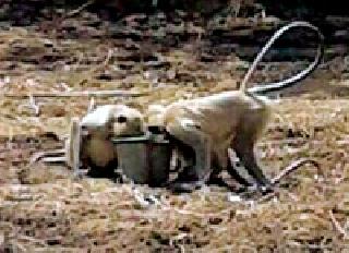 Guests are invited to water in Monkey village | पाण्यासाठी पाहुणे माकड गावांत