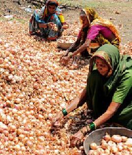 Onion Flowers ... | कांद्याचा वांदा...