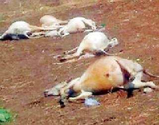 46 cattle of Talegaon farmers | तळेगावच्या शेतकऱ्यांची ४६ जनावरे दगावली