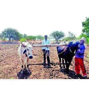 Farmers' meetings for planning kharif season | खरीप हंगाम नियोजनासाठी शेतकऱ्यांची लगबग