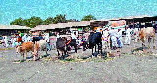 Market for livestock sale | पशुधन विक्रीसाठी बाजारात