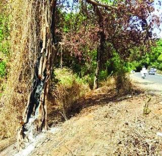 Break the dangerous trees on the highway | महामार्गावरील धोकादायक झाडे तोडा