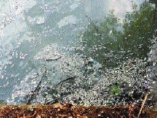 Thousands of fish in the Shivaji lake of Bhandup are dead | भांडुपच्या शिवाजी तलावात हजारो मासे मृत