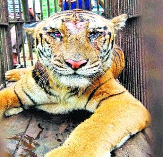 10 tigers die in Vidarbha in two months | विदर्भात दोन महिन्यांत १० वाघांचा मृत्यू