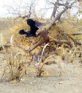 The trees are swaha in the fire | झाडे होताहेत आगीत स्वाहा The trees are swaha in the fire | झाडे होताहेत आगीत स्वाहा