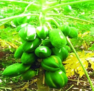 PAPAI Mala blossomed in water scarcity | पाणी टंचाईत किरणने फुलविला पपईचा मळा