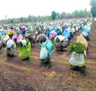 Such a move by the farmer to save the garden | बाग वाचविण्यासाठी शेतक-याची अशीही धडपड Such a move by the farmer to save the garden | बाग वाचविण्यासाठी शेतक-याची अशीही धडपड