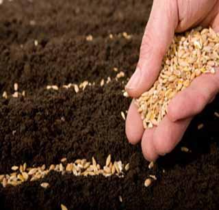 42 Seasonable seeds found in agricultural service centers! | ४२ कृषिसेवा केंद्रांमध्ये आढळले संशयास्पद बियाणे!