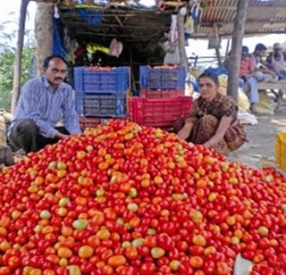 Prices of gram, tomatoes, coriander | हरभरा, टोमॅटो, कोथिंबिरीचे भाव तेजीत