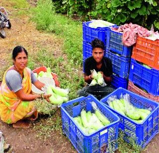 Successful production of disabled farmer | अपंग शेतकऱ्याचे यशस्वी उत्पादन