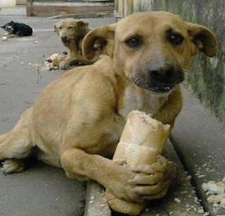 How to avoid dreaded dogs? - High Court | भटक्या कुत्र्यांना कसे आवरणार? - हायकोर्ट How to avoid dreaded dogs? - High Court | भटक्या कुत्र्यांना कसे आवरणार? - हायकोर्ट