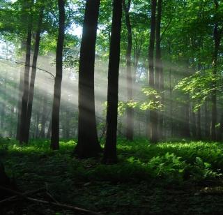 2 crore trees planted in the state through public participation | लोकसहभागातून राज्यात २ कोटी वृक्ष लागवड 2 crore trees planted in the state through public participation | लोकसहभागातून राज्यात २ कोटी वृक्ष लागवड