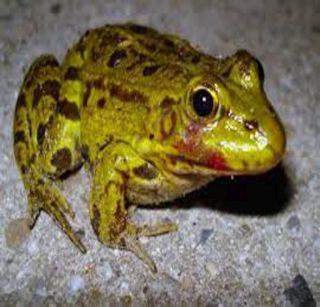 78 species of frogs in the danger zone due to 'jumping chicken' | ‘जम्पिंग चिकन’मुळे बेडकांच्या 78 प्रजाती डेंजर झोनमध्ये