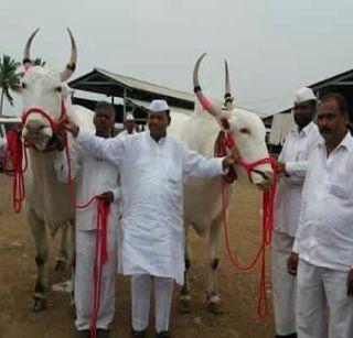 Valuable 'Sonya-Hira' for Santosh Tukoba's pawn chariot | संत तुकोबांच्या पालखी रथासाठी वाडेबोल्हाईच्या ‘सोन्या-हिरा’ला मान