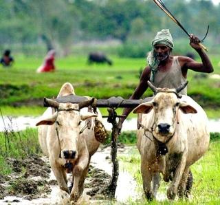 Due to water scarcity, farmer lends his loan | पाणीटंचाईमुळे शेतकरी कर्जाच्या खाईत