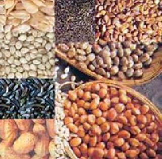 Seeds are expensive during the famine | दुष्काळात बियाणे महागले