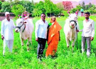 Suryaj-Raja pair of CIDCO in Nivittinath Pathikhi | निवृत्तिनाथ पालखीला सिडकोतील सर्जा-राजाची जोडी Suryaj-Raja pair of CIDCO in Nivittinath Pathikhi | निवृत्तिनाथ पालखीला सिडकोतील सर्जा-राजाची जोडी