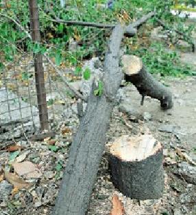 Steal the sandalwood trees in the garden | महाराज बागेतील चंदनाची झाडे चोरीस