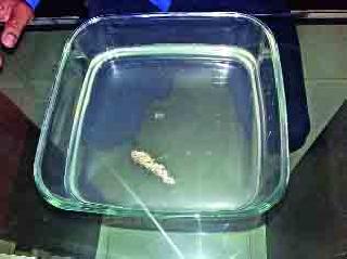 The dead fish came out of the tube | नळातून आला मृत मासा The dead fish came out of the tube | नळातून आला मृत मासा